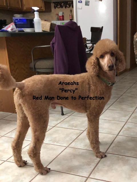 Red Poodle Stud Percy